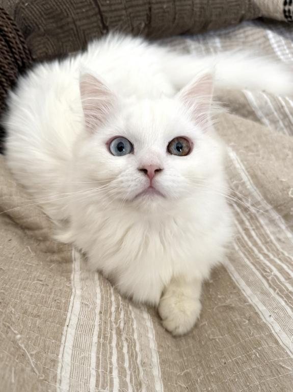 Beautiful Two Colored Eyed Kitten photo 4