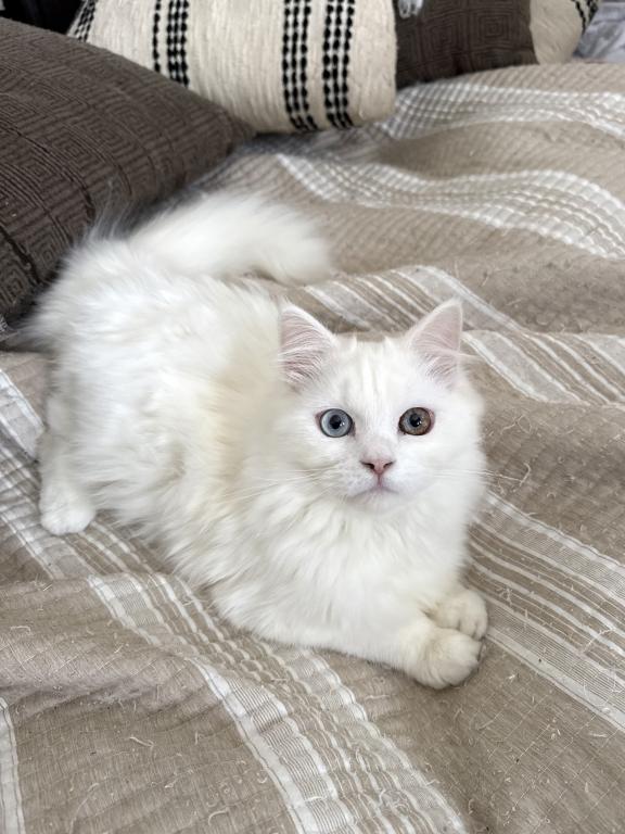 Beautiful Two Colored Eyed Kitten photo 5