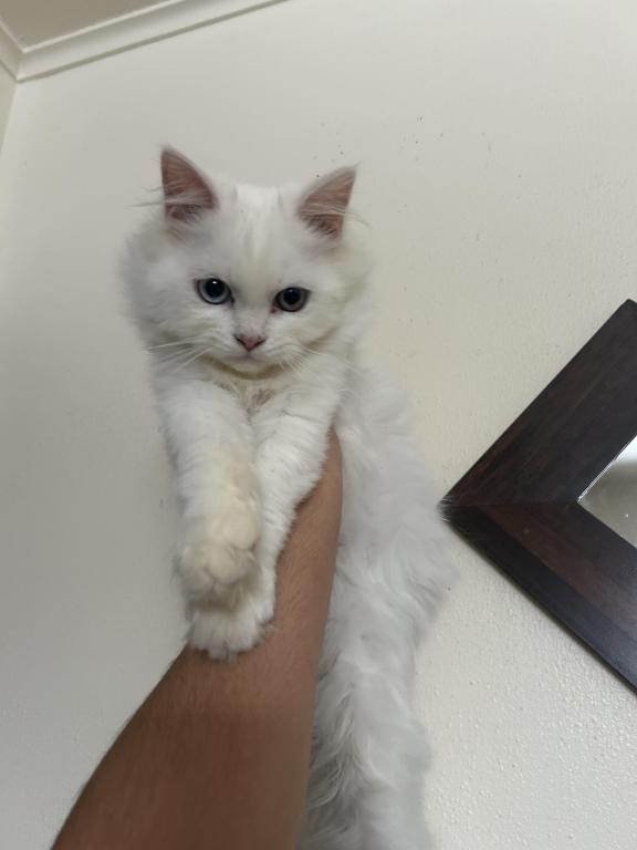 Beautiful Two Colored Eyed Kitten photo 7