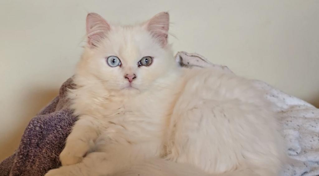 Beautiful Two Colored Eyed Kitten photo 11