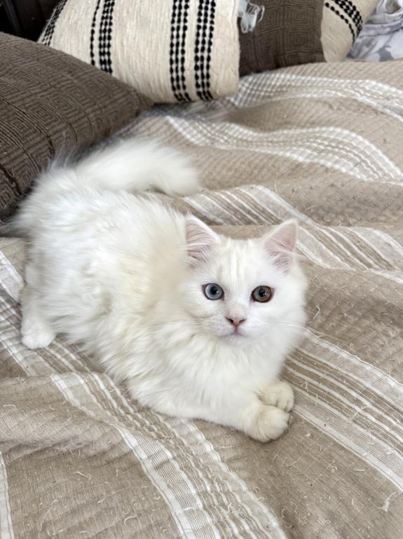 Beautiful Two Colored Eyed Kitten photo 2
