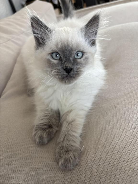 Luna photo 3
