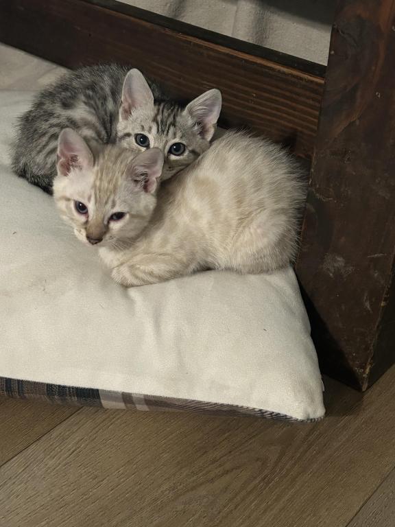 Bengal Lynx Hybrid Kittens photo 2