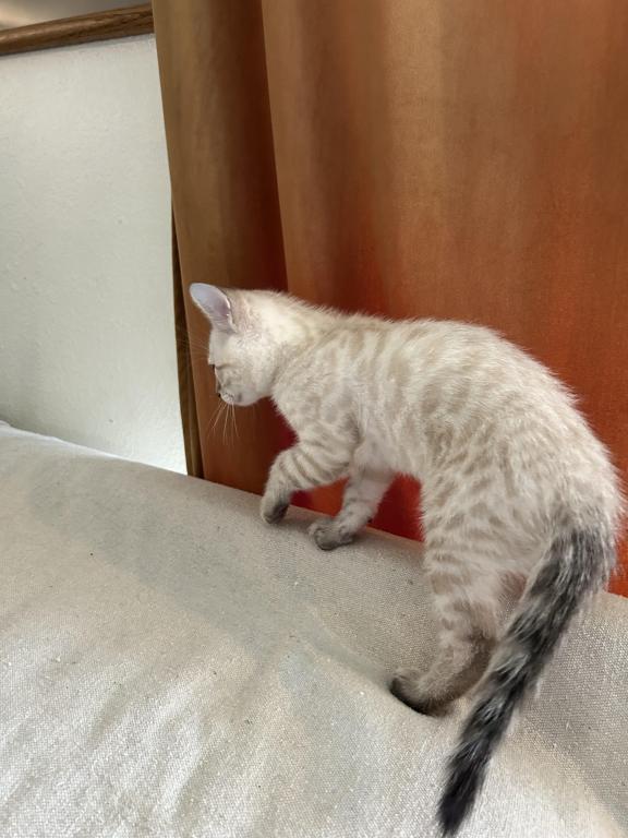 Bengal Lynx Hybrid Kittens photo 3