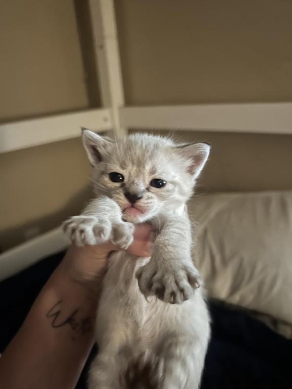 Bengal Lynx Hybrid Kittens