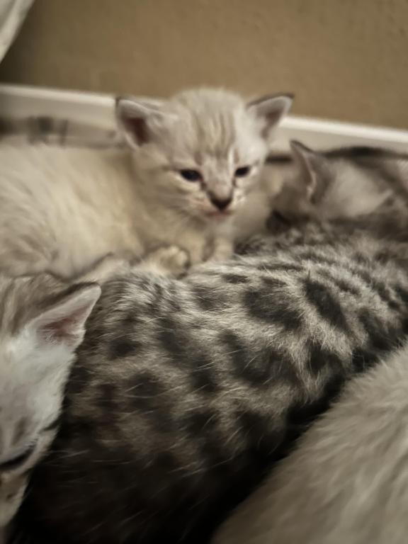 Bengal Lynx Hybrid Kittens photo 4