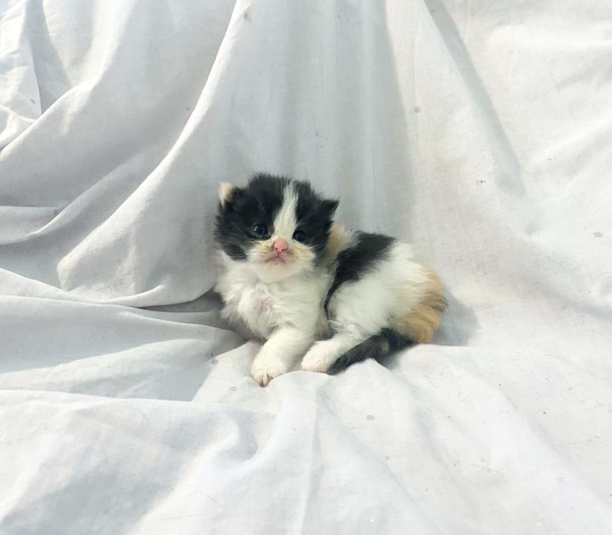 Persian Babies photo 5