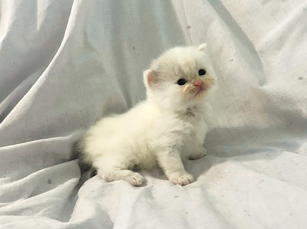 Persian Babies photo 6