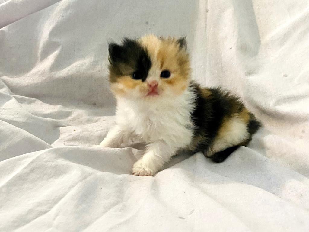 Persian Babies photo 1
