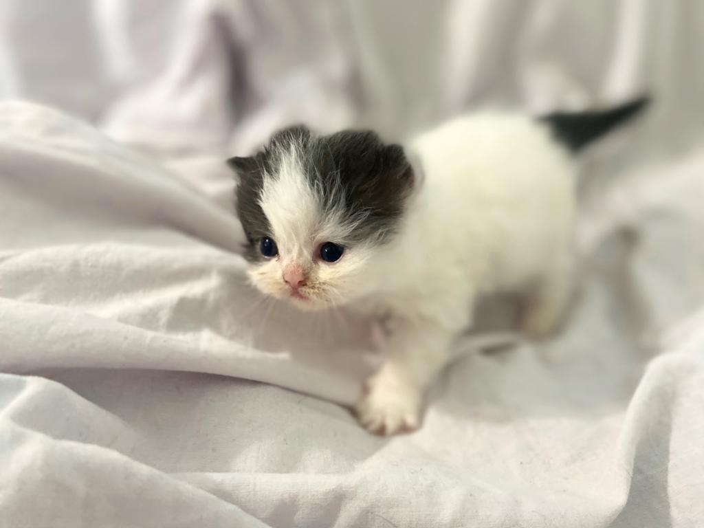 Persian Babies photo 3
