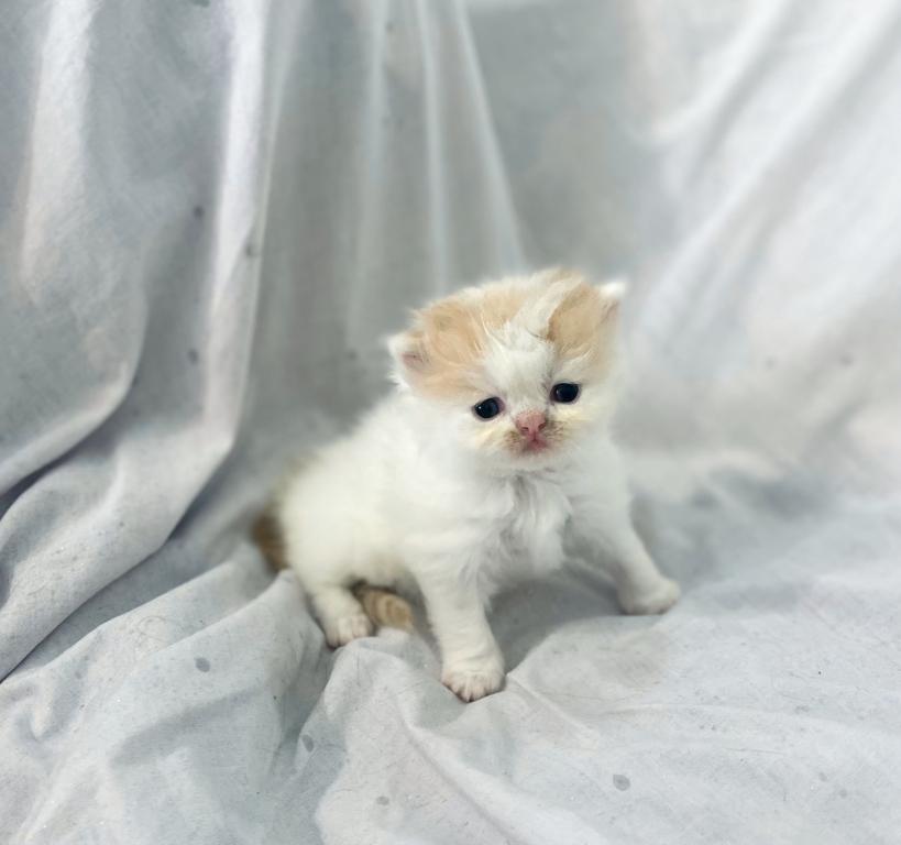 Persian Babies photo 4