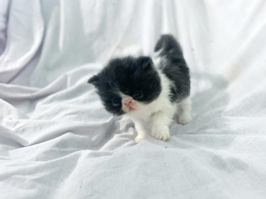 Persian Babies photo 2