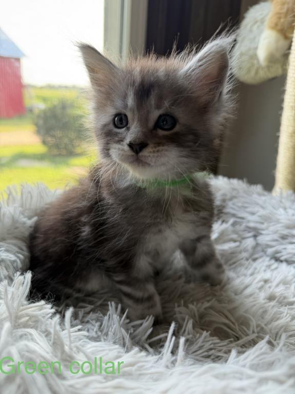 European Maine Coon Kittens photo 8