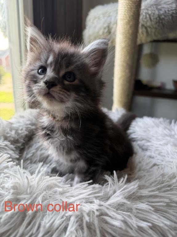 European Maine Coon Kittens photo 4