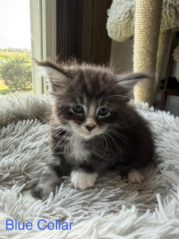 European Maine Coon Kittens photo 3