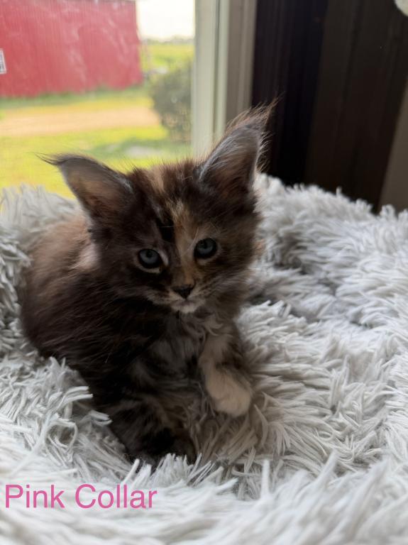 European Maine Coon Kittens photo 7