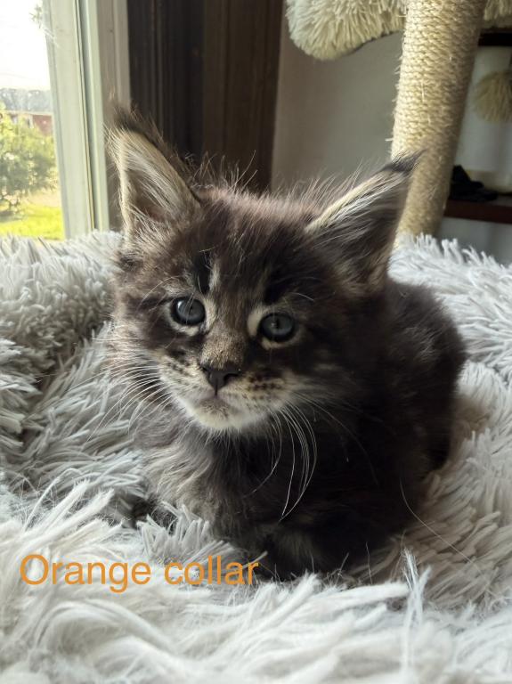 European Maine Coon Kittens photo 2
