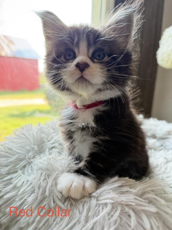European Maine Coon Kittens photo 6