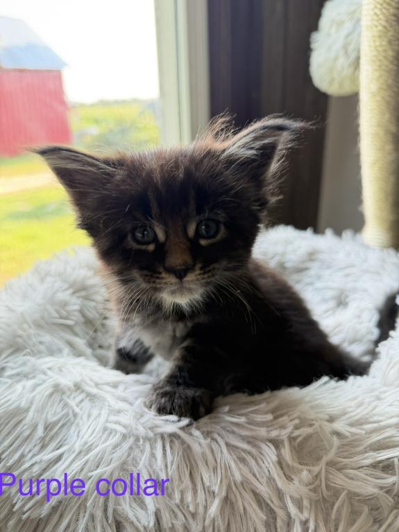 European Maine Coon Kittens photo 5