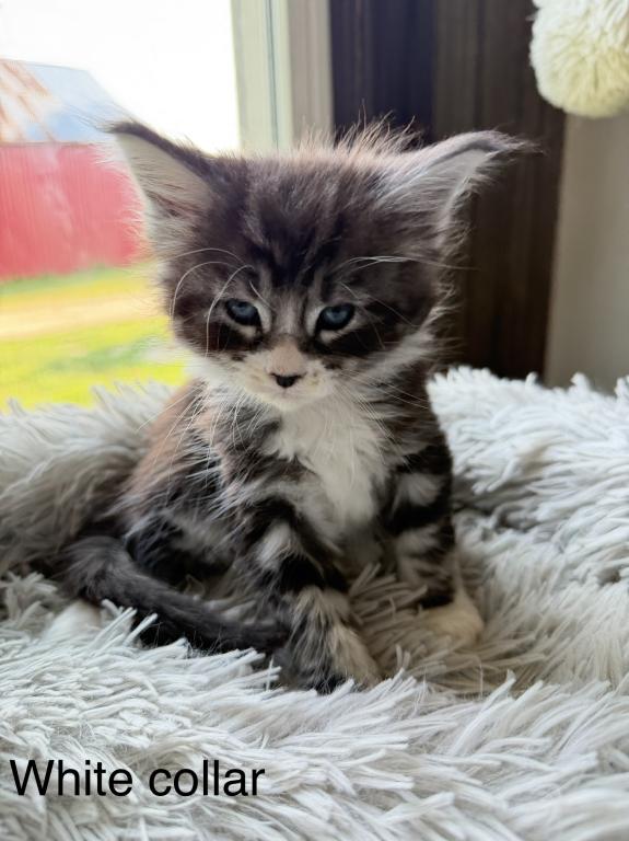 European Maine Coon Kittens