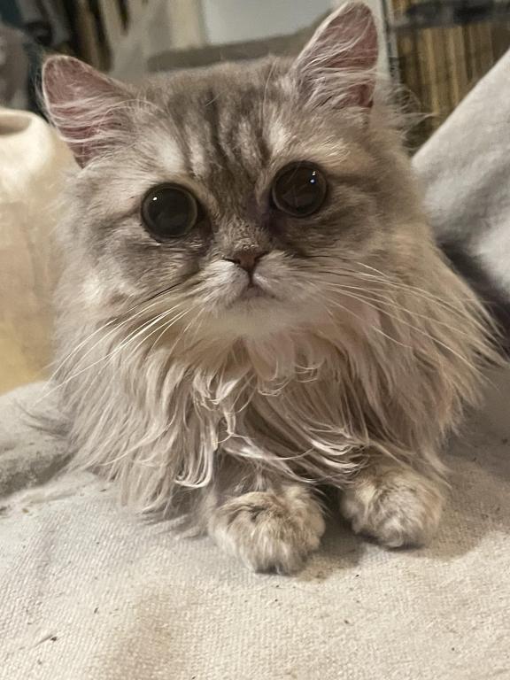 Miki British Longhair And Devon Rex