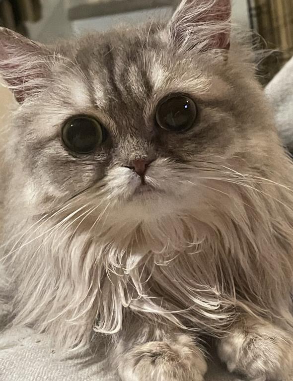 Miki British Longhair And Devon Rex photo 2