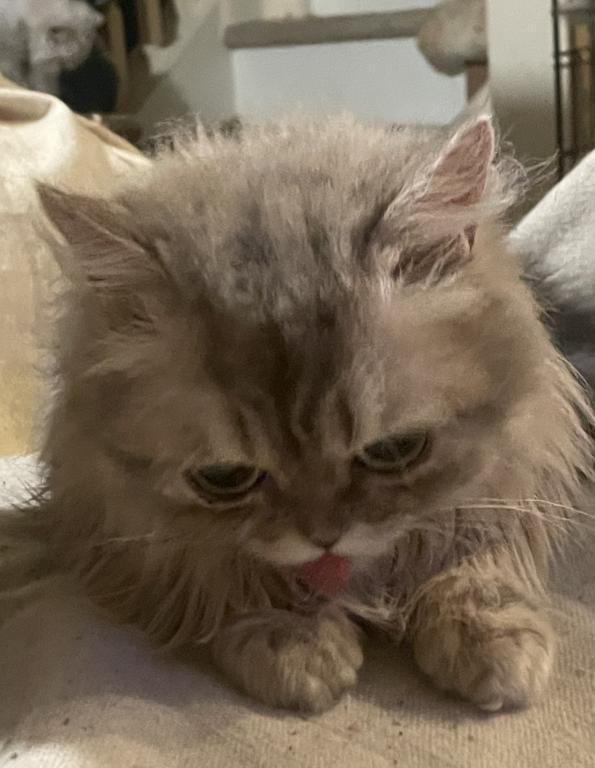 Miki British Longhair And Devon Rex photo 3