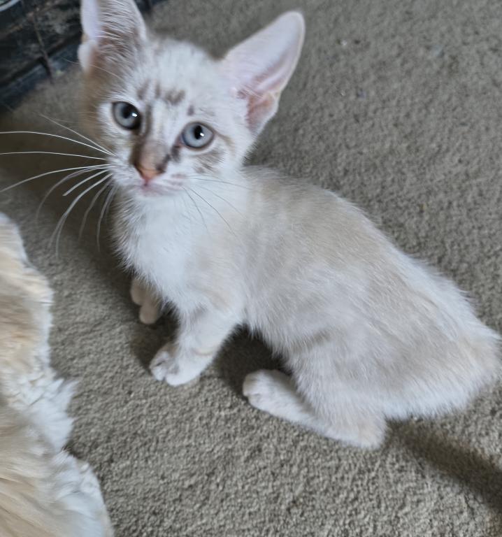 Highlander Polydactyl No Tail photo 1