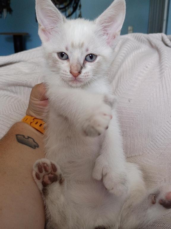 Highlander Polydactyl No Tail photo 2