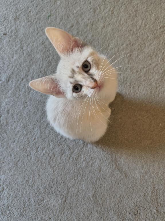 Highlander Polydactyl No Tail photo 3