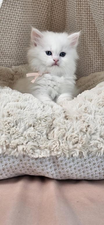 Purrpats photo 14
