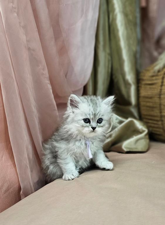 Purrpats photo 18