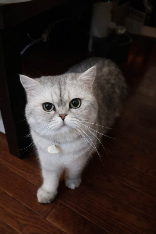 Purrpats photo 4