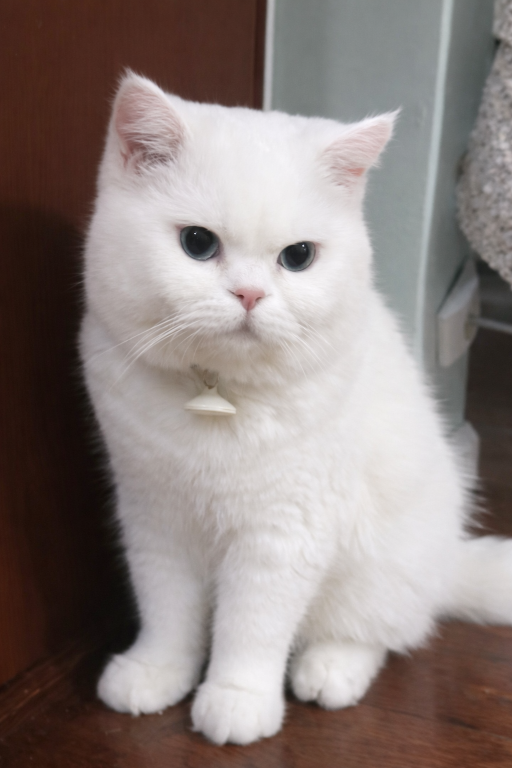 Purrpats photo 3