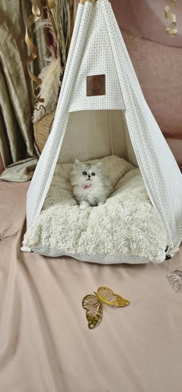 Purrpats photo 10
