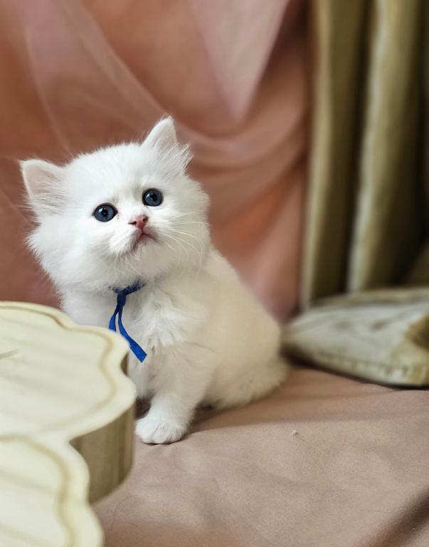 Purrpats photo 7