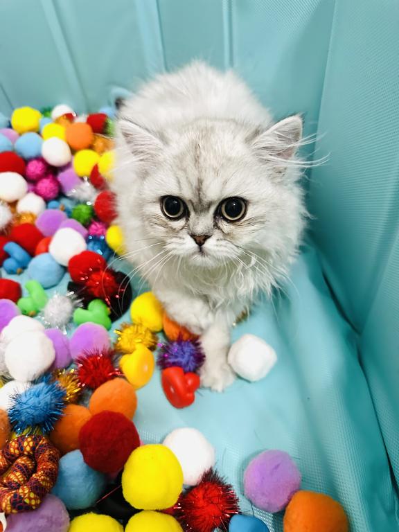 Purrpats photo 6