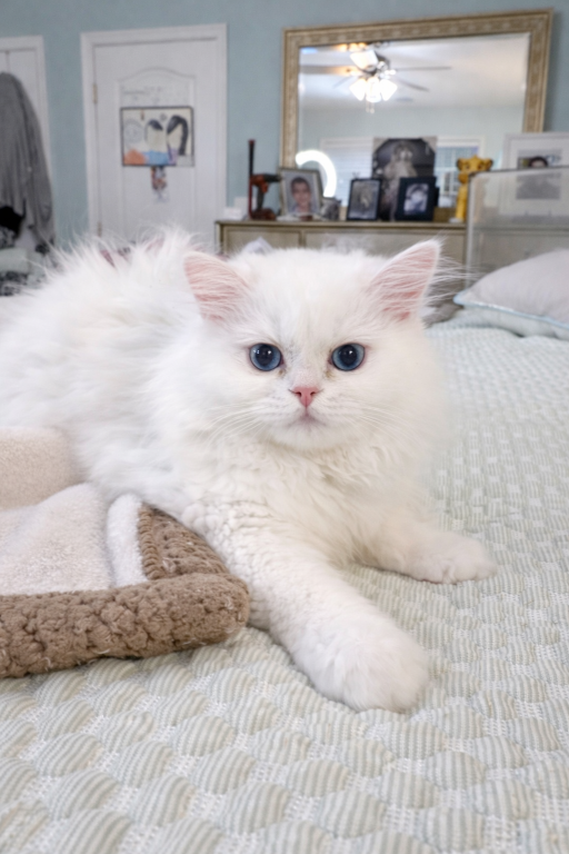 Purrpats photo 19
