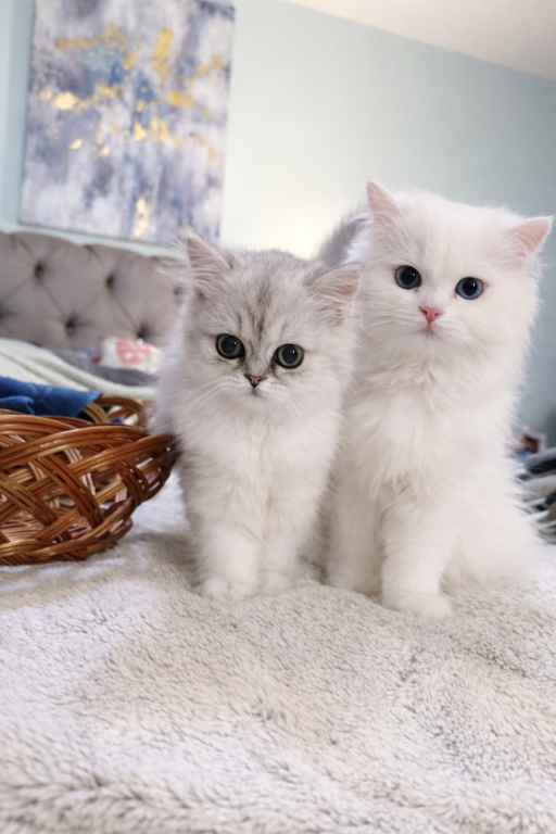 Purrpats photo 1
