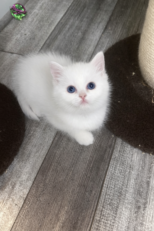 Purrpats photo 20