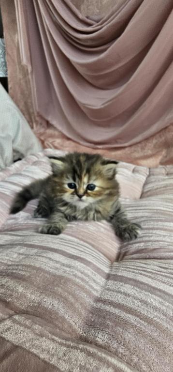 Purrpats photo 17