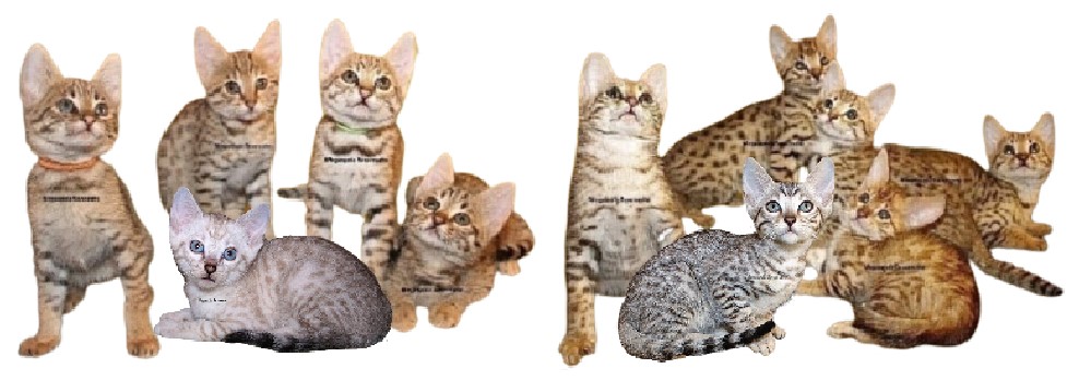 MEGASPOTZ SAVANNAH CATS photo 14