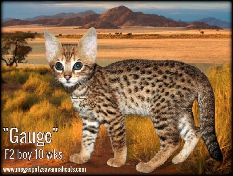 MEGASPOTZ SAVANNAH CATS photo 7