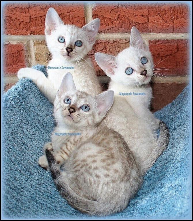 MEGASPOTZ SAVANNAH CATS photo 11