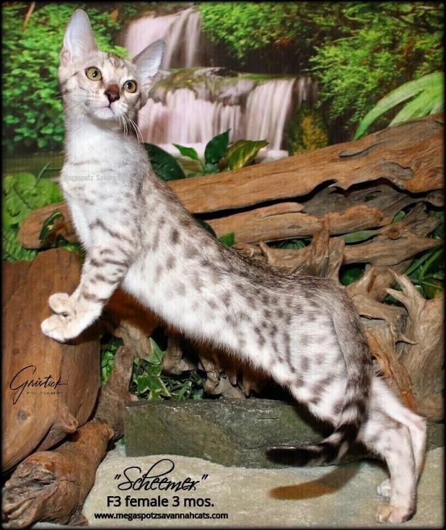 MEGASPOTZ SAVANNAH CATS photo 16