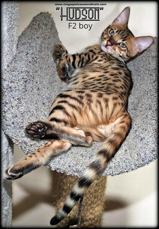 MEGASPOTZ SAVANNAH CATS photo 6