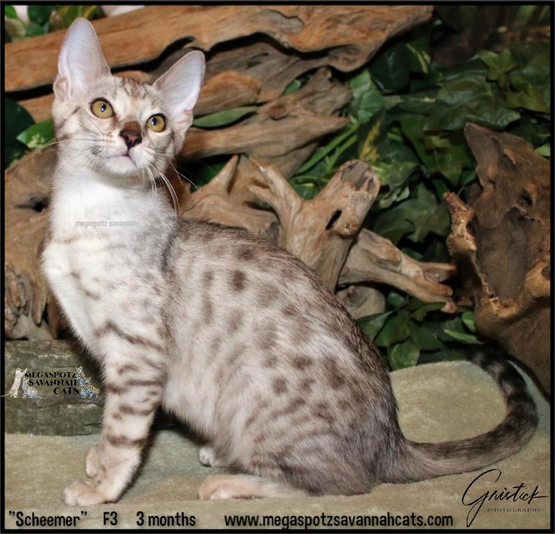 MEGASPOTZ SAVANNAH CATS photo 15