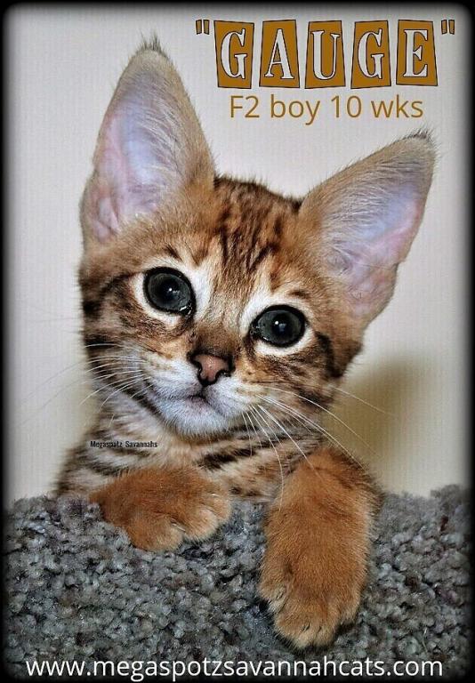 MEGASPOTZ SAVANNAH CATS photo 2