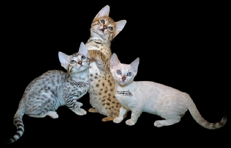 MEGASPOTZ SAVANNAH CATS photo 1