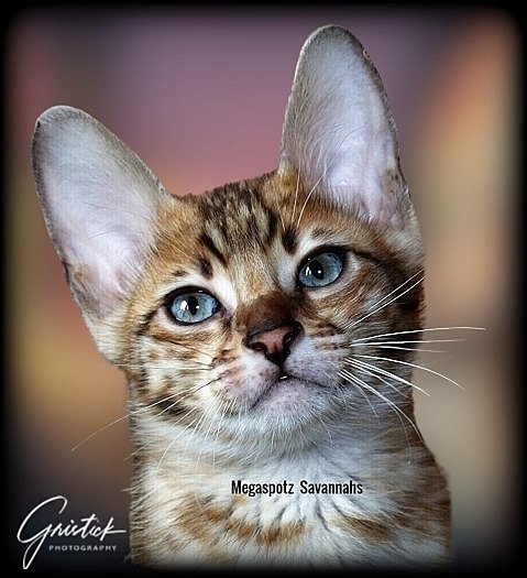 MEGASPOTZ SAVANNAH CATS photo 12